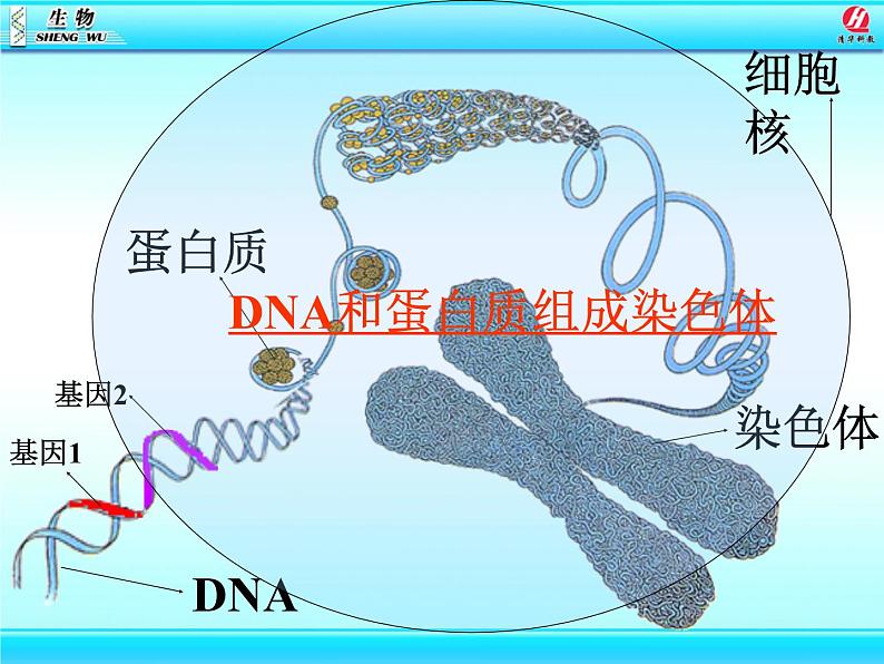 初中生物人教版八年级下册 第二节基因在亲子代间的传递 课件07