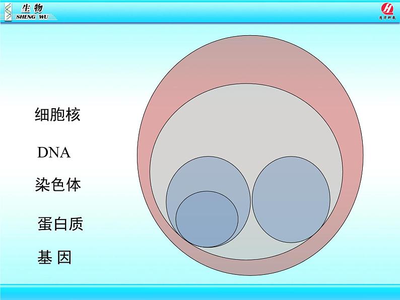 初中生物人教版八年级下册 第二节基因在亲子代间的传递 课件08