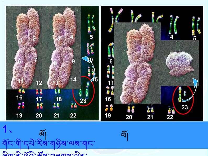 初中生物人教版八年级下册 第四节人的性别遗传 4 课件04