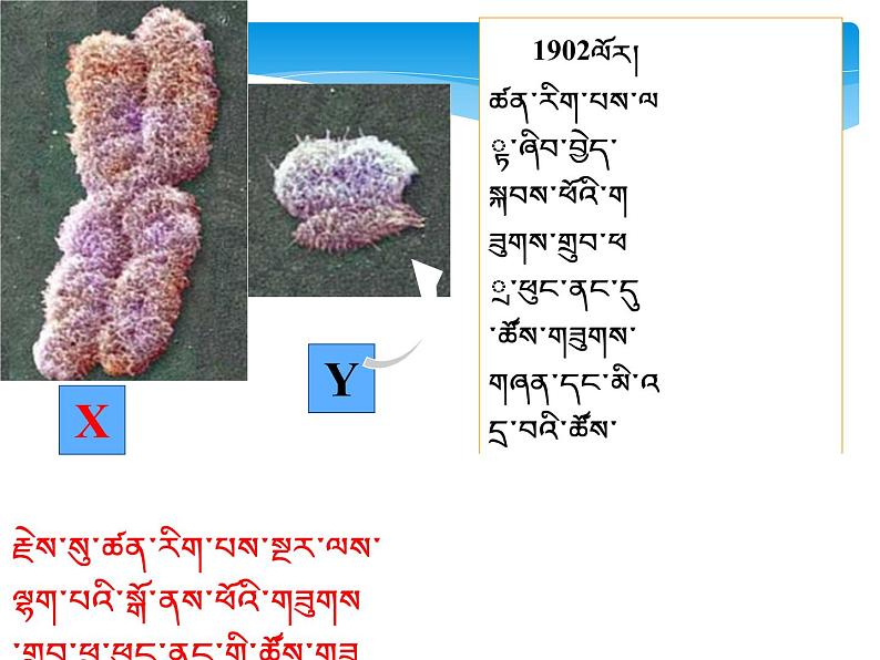 初中生物人教版八年级下册 第四节人的性别遗传 4 课件05