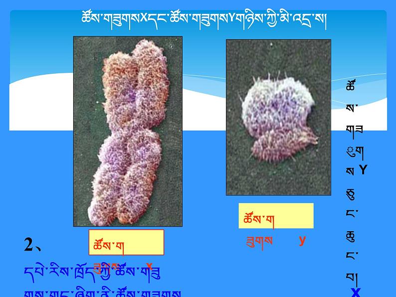初中生物人教版八年级下册 第四节人的性别遗传 4 课件06