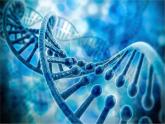 初中生物人教版八年级下册 第二节基因在亲子代间的传递 1 课件