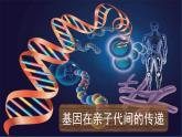 初中生物人教版八年级下册 第二节基因在亲子代间的传递 1 课件
