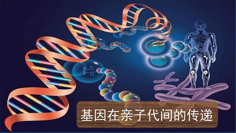 初中生物人教版八年级下册 第二节基因在亲子代间的传递 1 课件03