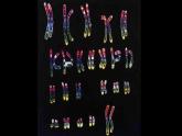 初中生物人教版八年级下册 第二节基因在亲子代间的传递 1 课件