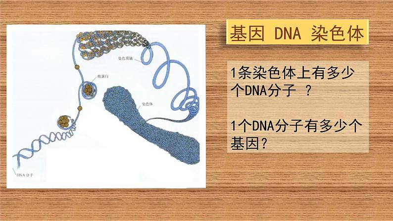 初中生物人教版八年级下册 第二节基因在亲子代间的传递 1 课件07