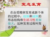初中生物人教版八年级下册 第二节昆虫的生殖和发育 2 课件