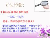初中生物人教版八年级下册 第四节鸟的生殖和发育 5 课件