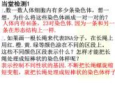 初中生物人教版八年级下册 第二节基因在亲子代间的传递 2 课件