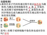 初中生物人教版八年级下册 第二节基因在亲子代间的传递 2 课件