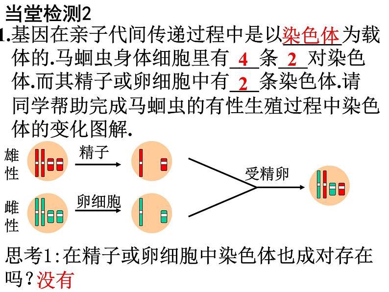 初中生物人教版八年级下册 第二节基因在亲子代间的传递 2 课件第4页