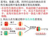 初中生物人教版八年级下册 第二节基因在亲子代间的传递 2 课件