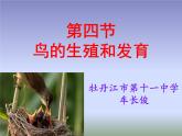 初中生物人教版八年级下册 第四节鸟的生殖和发育 2 课件