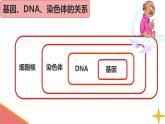 初中生物人教版八年级下册 第二节基因在亲子代间的传递 课件