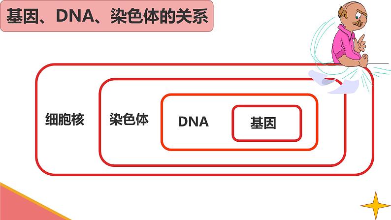 初中生物人教版八年级下册 第二节基因在亲子代间的传递 课件02