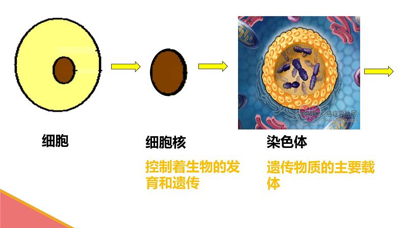 初中生物人教版八年级下册 第二节基因在亲子代间的传递 课件03