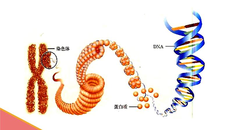 初中生物人教版八年级下册 第二节基因在亲子代间的传递 课件04