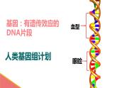 初中生物人教版八年级下册 第二节基因在亲子代间的传递 课件