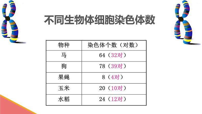 初中生物人教版八年级下册 第二节基因在亲子代间的传递 课件07