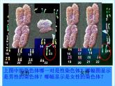 初中生物人教版八年级下册 第四节人的性别遗传 2 课件