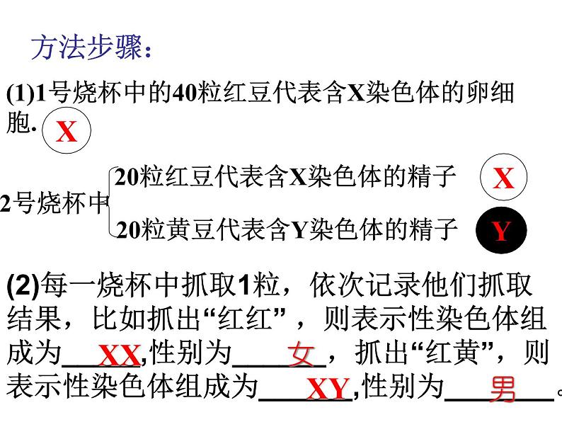 初中生物人教版八年级下册 第四节人的性别遗传 2 课件第8页