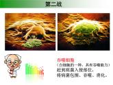 初中生物人教版八年级下册 第二节免疫与计划免疫 3 课件