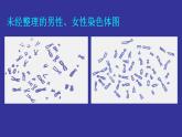初中生物人教版八年级下册 第四节人的性别遗传 1 课件