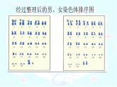初中生物人教版八年级下册 第四节人的性别遗传 1 课件