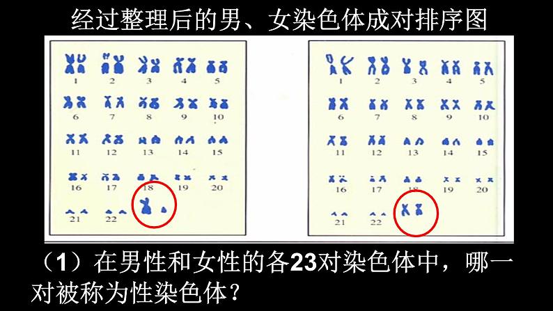 初中生物人教版八年级下册 第四节人的性别遗传 1 课件08