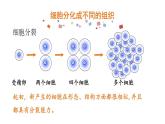 2.2.2动物体的结构层次课件PPT