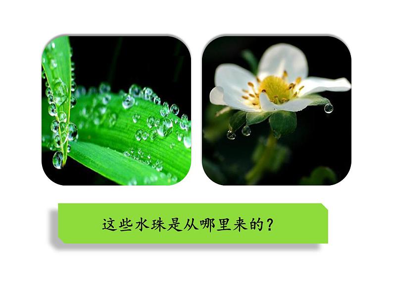 3.3绿色植物与生物圈的水循环课件PPT04