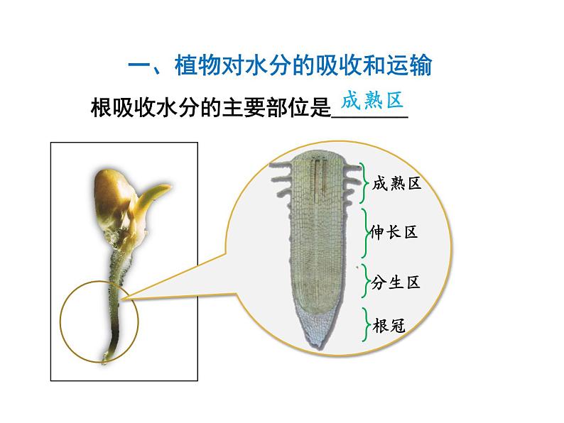 3.3绿色植物与生物圈的水循环课件PPT05