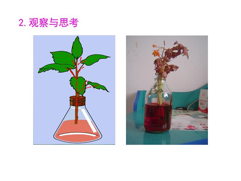 3.3绿色植物与生物圈的水循环课件PPT07