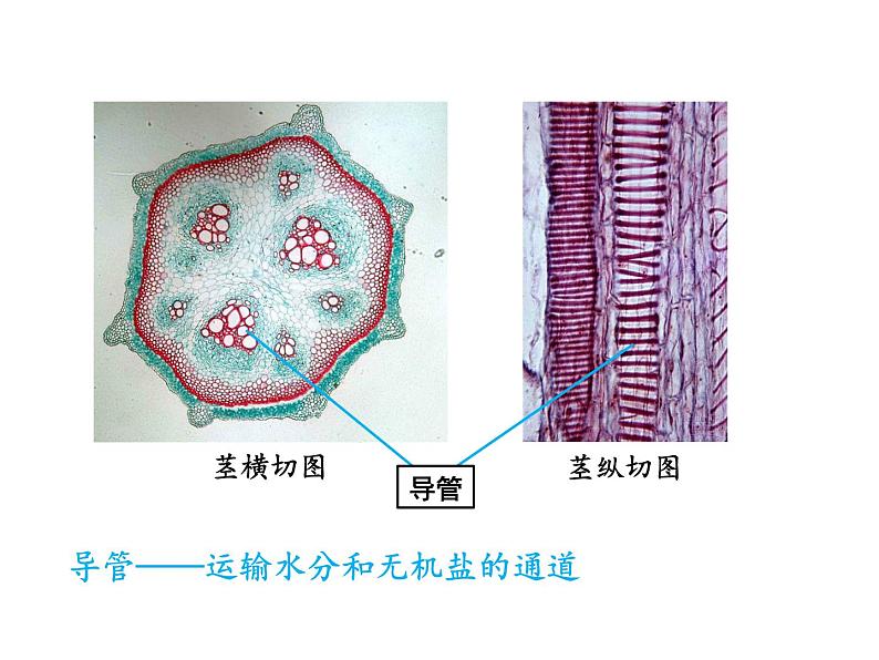 3.3绿色植物与生物圈的水循环课件PPT08