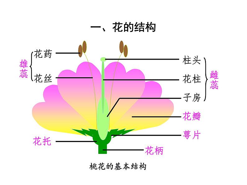 3.2.3开花和结果课件PPT07