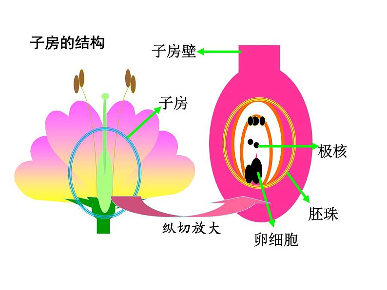 3.2.3开花和结果课件PPT08