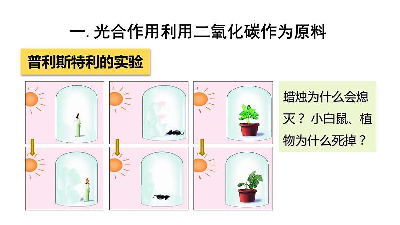 3.5.1光合作用吸收二氧化碳释放氧气课件PPT05