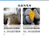 1.1.1生物的特征课件PPT
