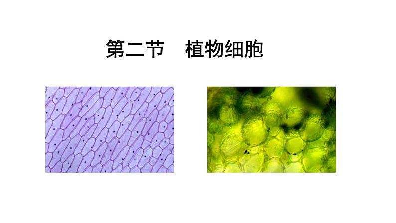 2.1.2植物细胞课件PPT第1页