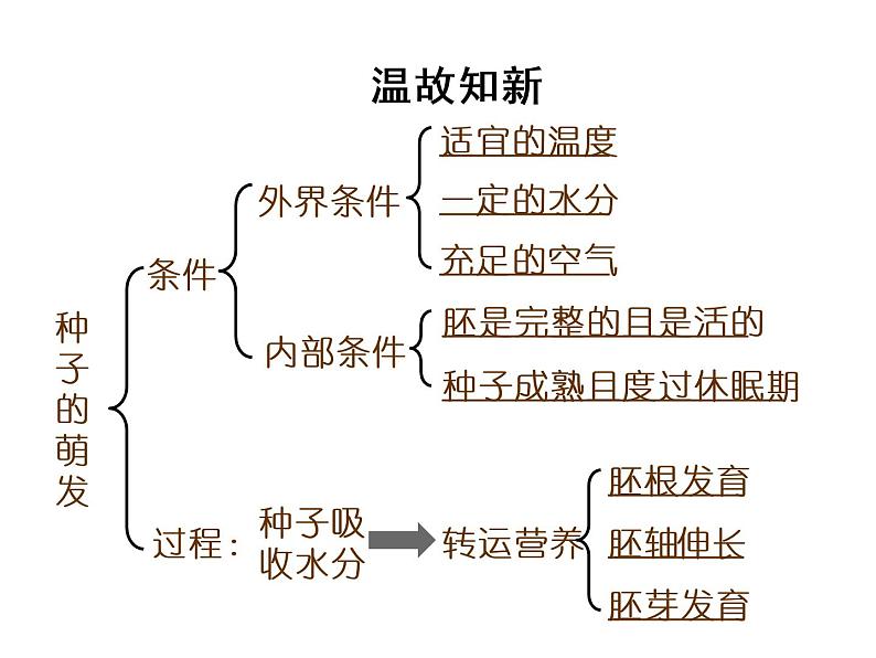 3.2.2植株的生长课件PPT03