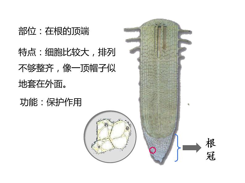 3.2.2植株的生长课件PPT07