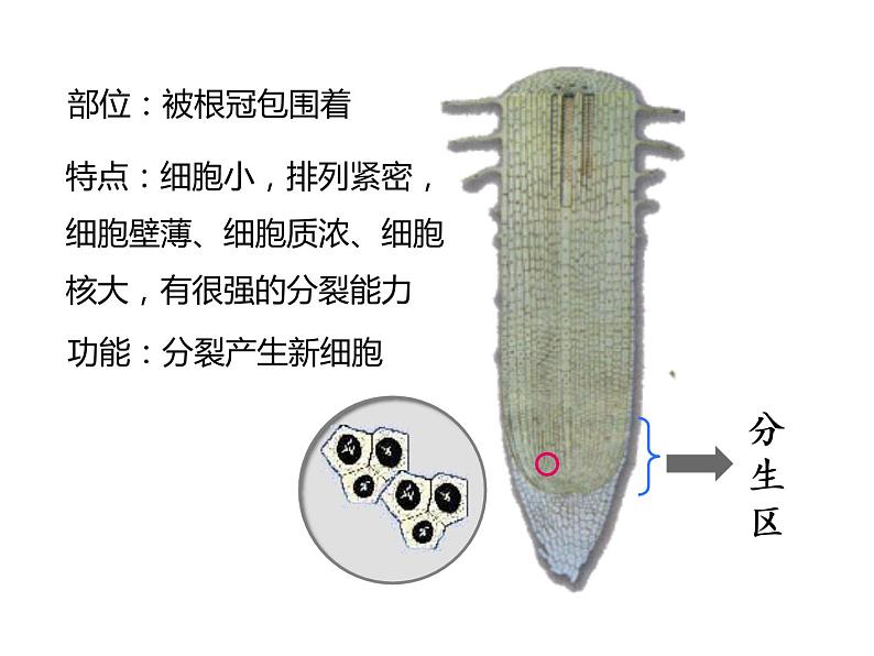 3.2.2植株的生长课件PPT08