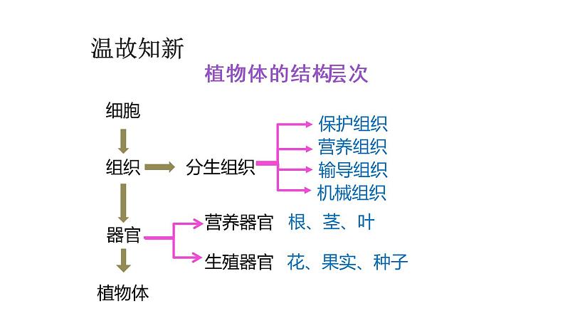 2.2.4单细胞生物课件PPT第3页