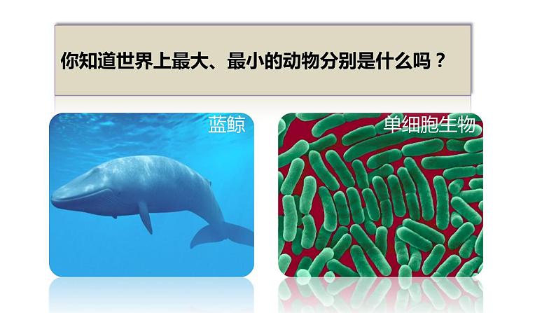 2.2.4单细胞生物课件PPT第4页