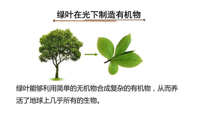 3.4绿色植物是生物圈中有机物的制造者课件PPT04