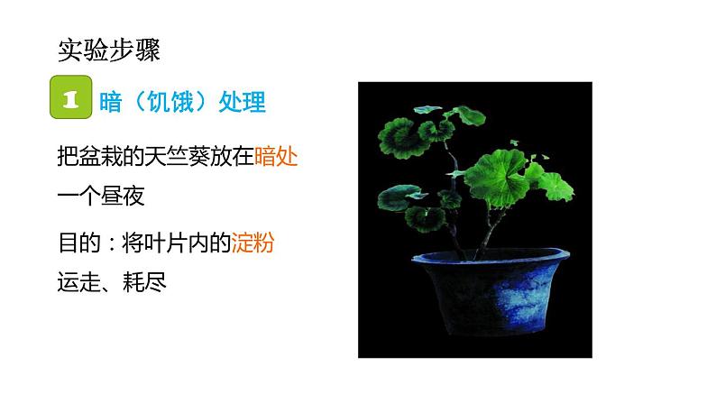 3.4绿色植物是生物圈中有机物的制造者课件PPT07