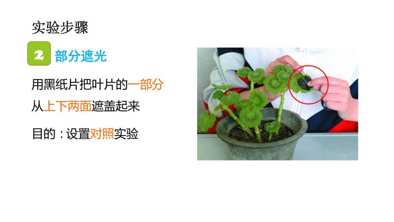 3.4绿色植物是生物圈中有机物的制造者课件PPT08