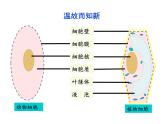 2.1.4细胞的生活课件PPT