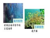 3.1.1藻类、苔藓和蕨类植物课件PPT