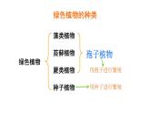 3.1.1藻类、苔藓和蕨类植物课件PPT